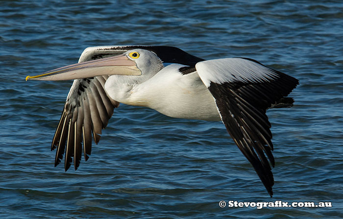 Australian Pelican