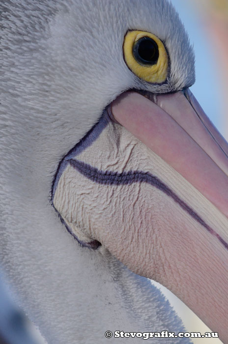 Pelican Profile