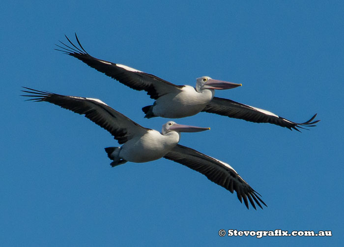 Australian Pelicans