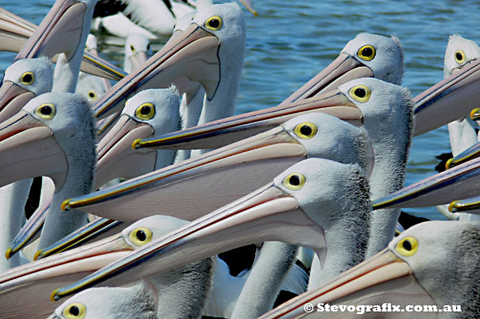 Pelican feeding time