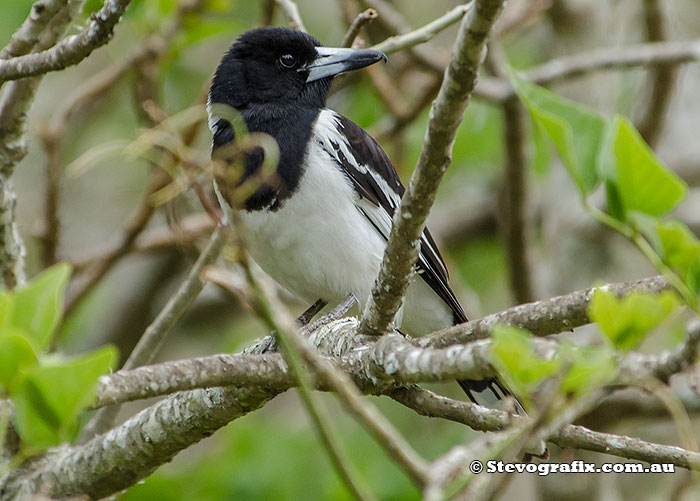 Pied Butcherbird