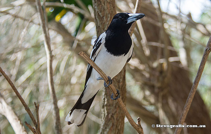 Pied Butcherbird