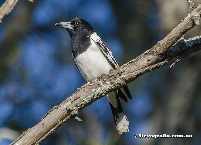 Pied Butcherbird