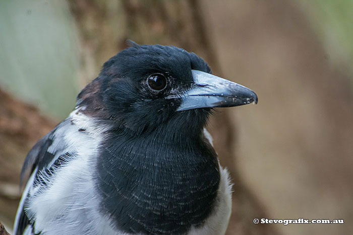 Pied Butcherbird