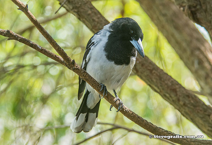 Pied Butcherbird