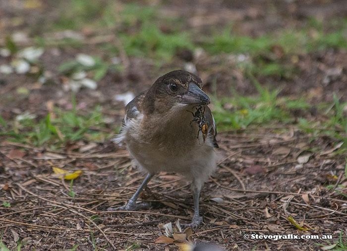 Juvenile Pied Butcherbird