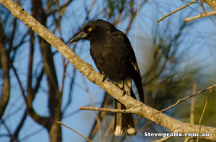 Pied Currawong