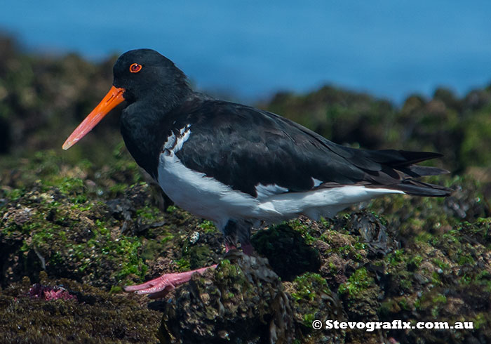 Pied Oystercatcher