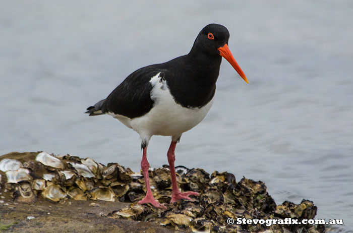 Pied Oystercatcher