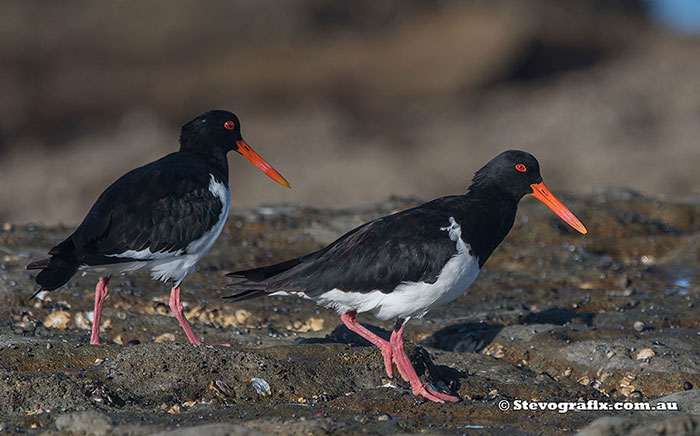 Pied Oystercatchers