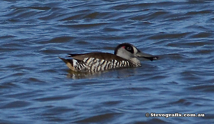 Pink-eared Duck