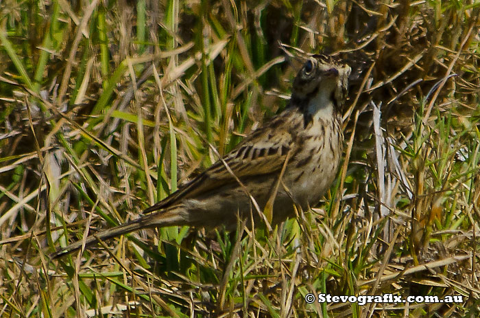 Australasian Pipit