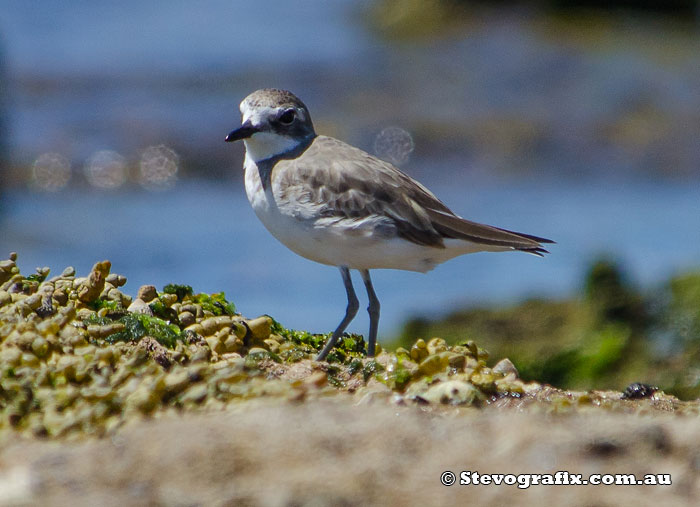 Lesser Sand Plover