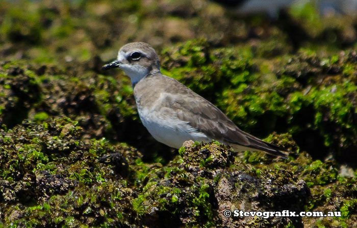 Lesser Sand Plover