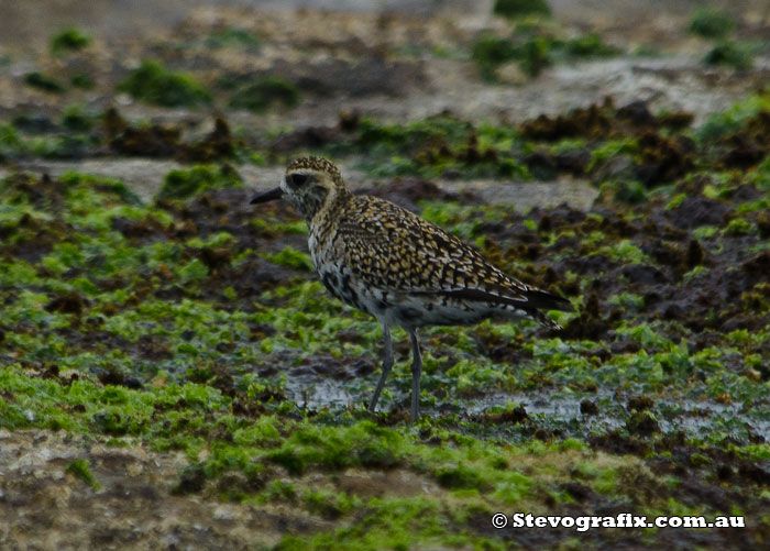 Pacific Golden Plover