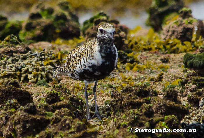 Pacific Golden Plover