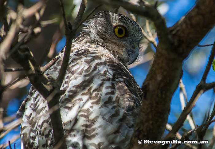 Powerful Owl