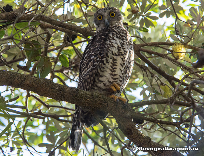 Powerful Owl