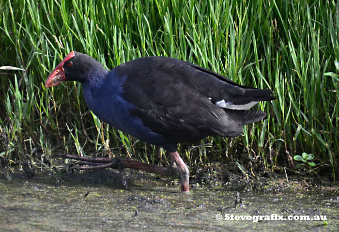 Purple Swamphen Marching