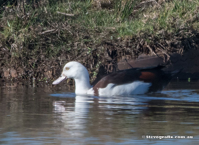 Radjah Shelduck