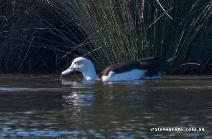 Radjah Shelduck