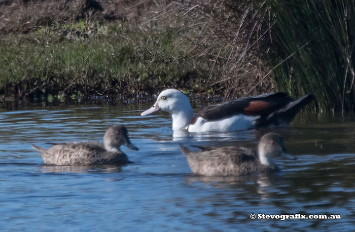 Radjah Shelduck