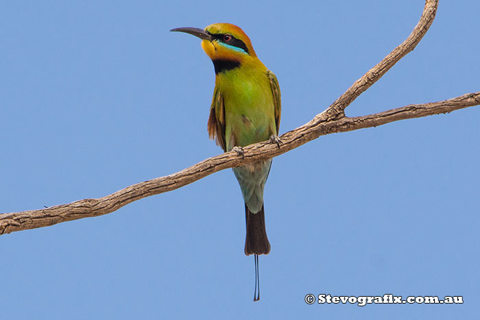 Rainbow Bee-eater