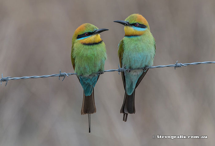 Rainbow Bee-eaters