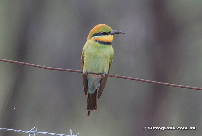 Rainbow Bee-eater