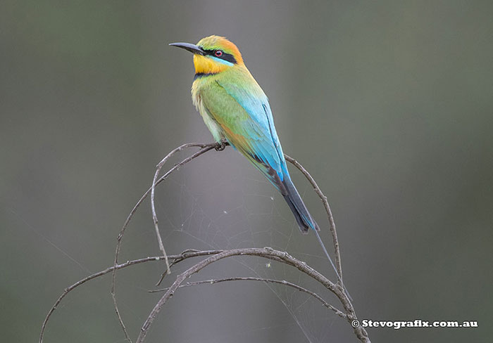 Rainbow Bee-eater