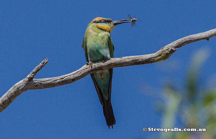 Rainbow Bee-eater