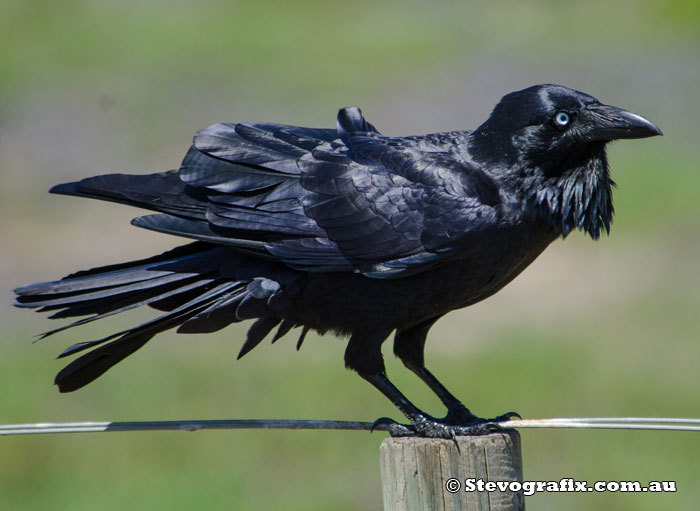 Australian Raven