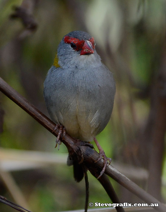 Red-browed Finch