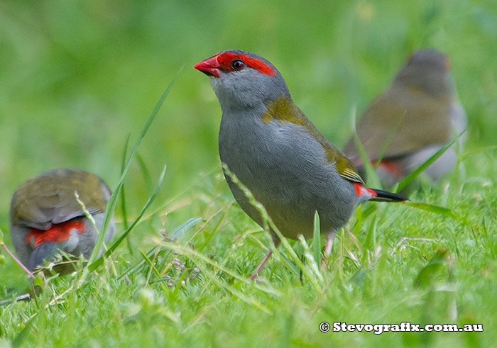 Red-browed Finch