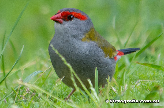 Red-browed Finch