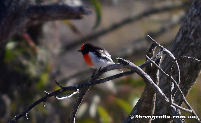 Male Red-caped Robin - ID Shot only