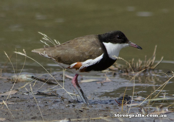 Red-kneed Dotterel