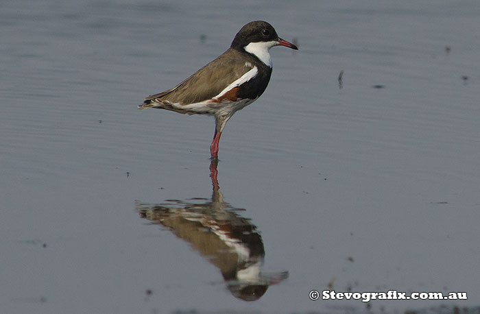 Red-kneed Dotterel