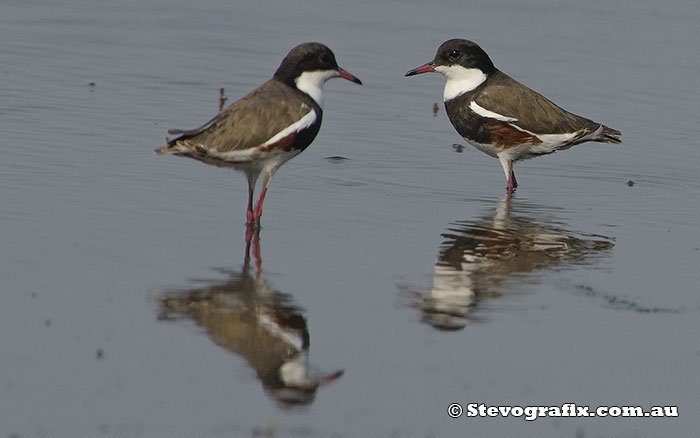 Red-kneed Dotterels