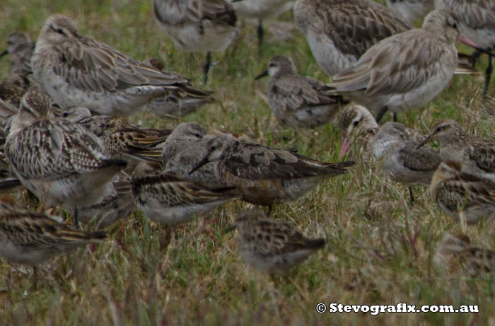 Red Knots