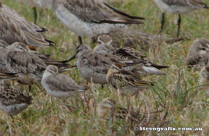 Red Knots