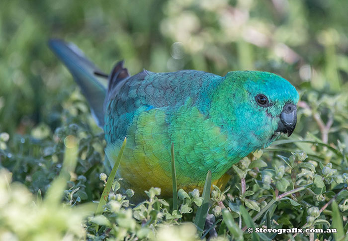 Red-rumped Parrot