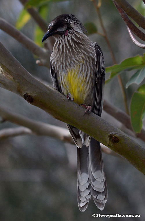 Red Wattlebird