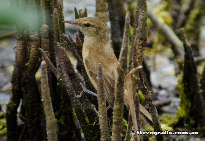 Australian Reed-Warbler