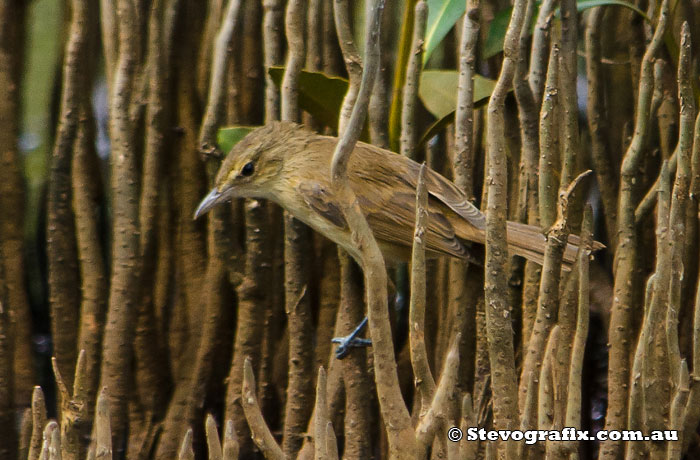 Australian Reed-Warbler