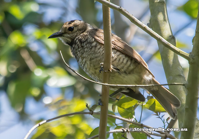 Regent Bowerbird