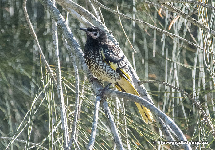 Regent Honeyeater