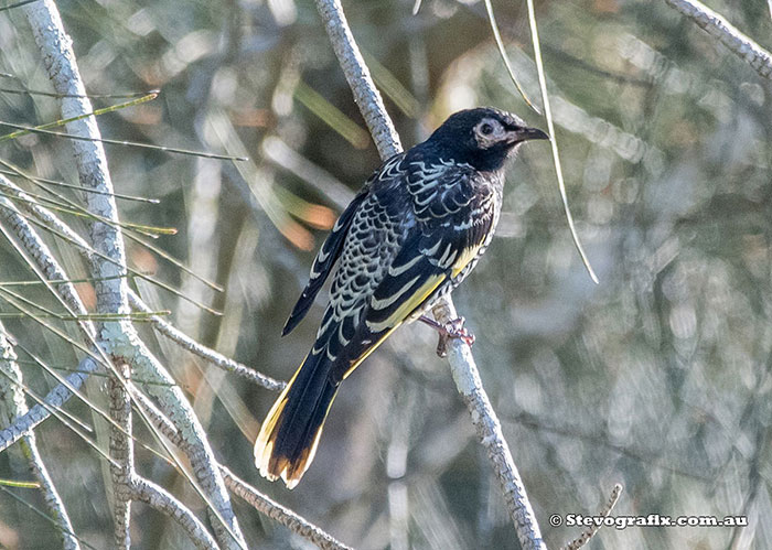 Regent Honeyeater