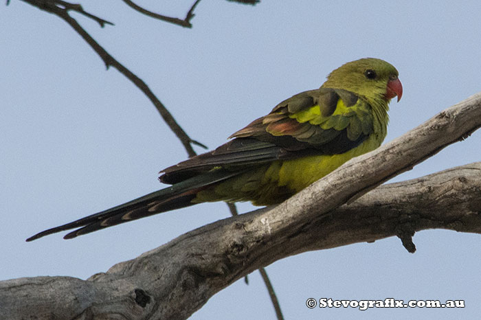 Regent Parrot