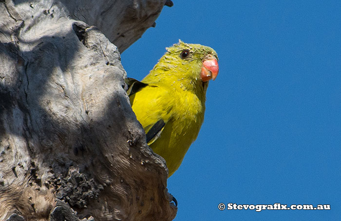 Regent Parrot